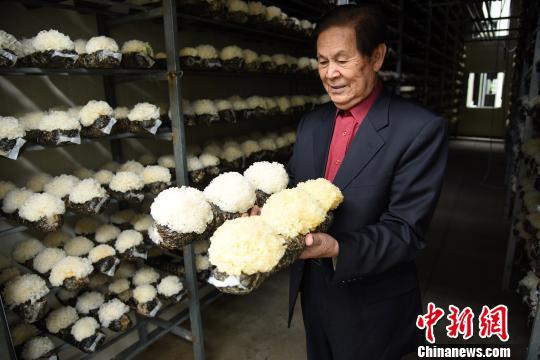“中国食用菌之都”福建古田推广银耳新品种